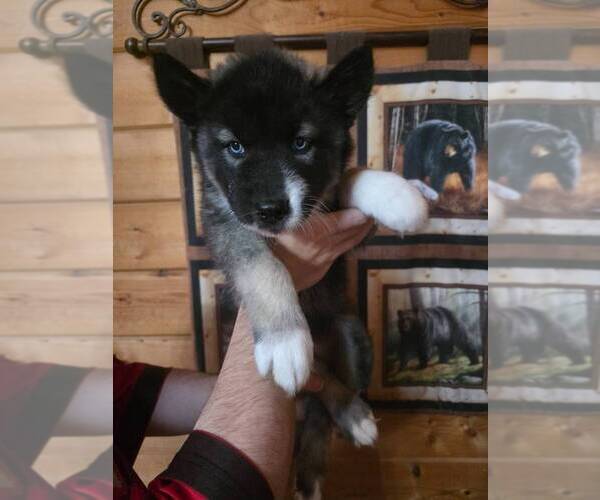 Medium Photo #4 Siberian Husky Puppy For Sale in CLERMONT, FL, USA