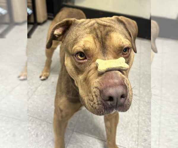 Medium Photo #3 Mutt Puppy For Sale in North Myrtle Beach, SC, USA