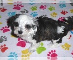 Small #10 Maltese-Poodle (Toy) Mix