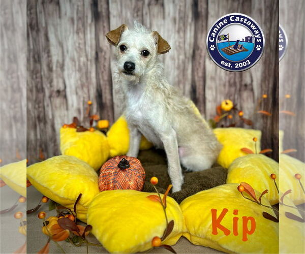 Medium Photo #3 Poodle (Miniature)-Unknown Mix Puppy For Sale in Arcadia, FL, USA