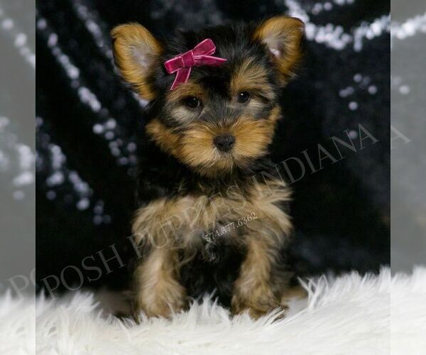 Medium Photo #44 Yorkshire Terrier Puppy For Sale in WARSAW, IN, USA