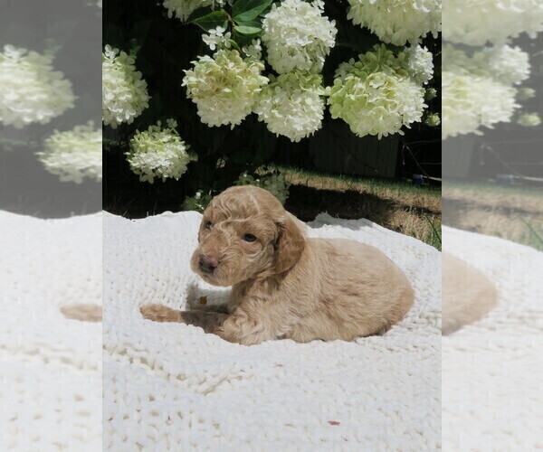 Medium Photo #1 Goldendoodle-Poodle (Miniature) Mix Puppy For Sale in CUTLER, IN, USA