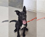 Small Labrador Retriever Mix