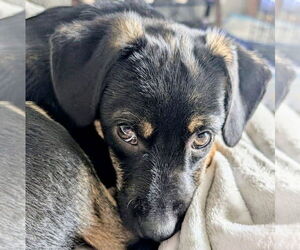 Chihuahua-Unknown Mix Dogs for adoption in Omaha, NE, USA
