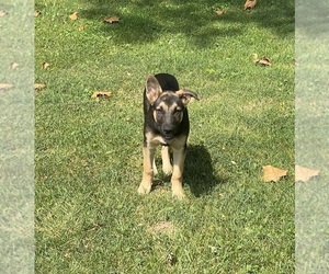 German Shepherd Dog Puppy for sale in PEEBLES, OH, USA