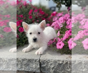 West Highland White Terrier Puppy for sale in CANOGA, NY, USA