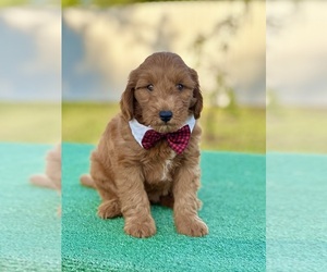 Goldendoodle (Miniature) Puppy for sale in FROSTPROOF, FL, USA