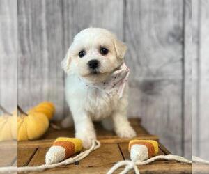 Bichon Frise Puppy for sale in ORO VALLEY, AZ, USA