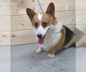 Father of the Pembroke Welsh Corgi puppies born on 05/05/2022