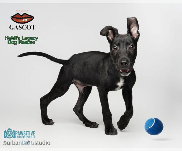 Medium Photo #6 Doberman Pinscher-Labrador Retriever Mix Puppy For Sale in Tampa, FL, USA