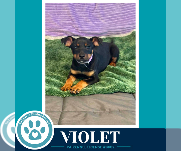 Medium Photo #4 French Bullhuahua Puppy For Sale in Kimberton, PA, USA