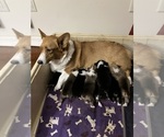 Small #8 Pembroke Welsh Corgi