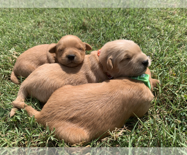 Medium Photo #3 Golden Retriever Puppy For Sale in CLEVER, MO, USA