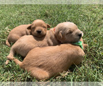 Small #2 Golden Retriever