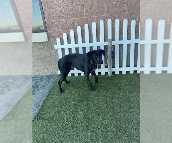 Medium Photo #1 Labrador Retriever-Unknown Mix Puppy For Sale in Modesto, CA, USA