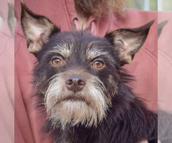 Medium Photo #1 Mutt Puppy For Sale in Huntley, IL, USA