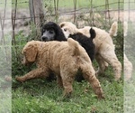 Small Photo #6 Poodle (Standard) Puppy For Sale in GARWOOD, TX, USA