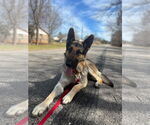 Small #56 German Shepherd Dog