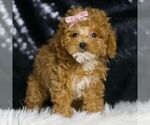 Small #4 Poodle (Toy)