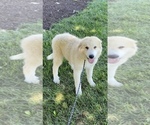Small Photo #5 Great Pyrenees Puppy For Sale in CANOGA, NY, USA