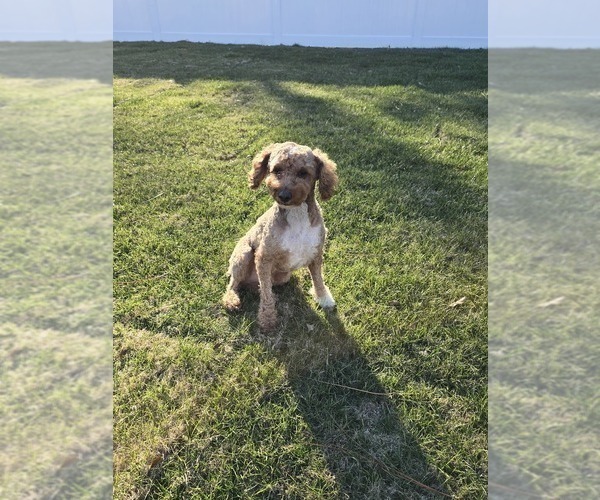 Medium Photo #1 Sheepadoodle Puppy For Sale in FAYETTEVILLE, NC, USA