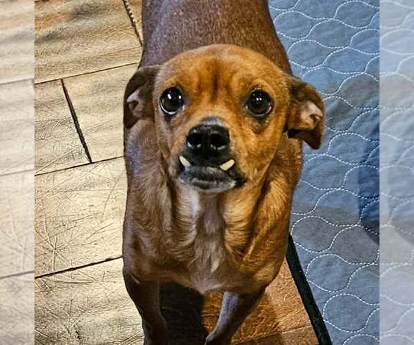 Medium Photo #1 Chihuahua-Unknown Mix Puppy For Sale in Minneapolis, MN, USA