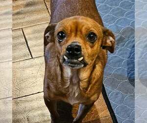 Chihuahua-Unknown Mix Dogs for adoption in Minneapolis, MN, USA