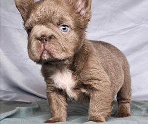Medium French Bulldog