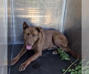Labrador Retriever-Unknown Mix Dogs for adoption in San Antonio, TX, USA