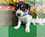 Small #2 Jack Russell Terrier