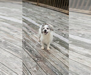 Bacardi - Male Chihuahua-Unknown Mix Dog for Adoption - Photo #2