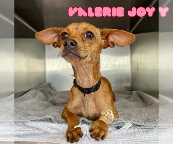 Medium Photo #9 Chiweenie Puppy For Sale in San Antonio, TX, USA