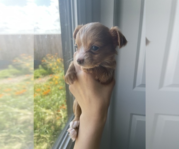Medium Photo #14 Chihuahua Puppy For Sale in SAN ANTONIO, TX, USA
