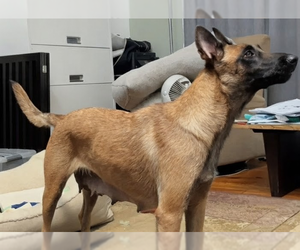 Ms Maddie - Located in Texas - Female Mutt Dog for Adoption - Photo #4