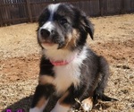 Small Photo #3 Border-Aussie Puppy For Sale in LUBBOCK, TX, USA