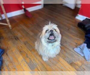 ShihPoo Dog for Adoption in DETROIT, Michigan USA