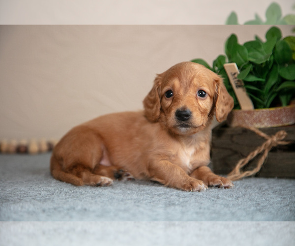 Medium Photo #1 Dachshund Puppy For Sale in NAPPANEE, IN, USA