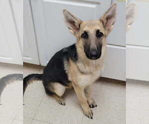German Shepherd Dog Dogs for adoption in Holly Hill, SC, USA