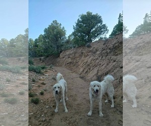 Coco - Female Great Pyrenees Dog for Adoption - Photo #6