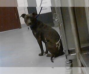 Mutt Dogs for adoption in Fayetteville, NC, USA