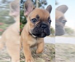 Small #2 French Bulldog