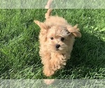Small Photo #14 Maltipoo Puppy For Sale in WARSAW, IN, USA