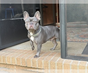 Father of the French Bulldog puppies born on 04/22/2026