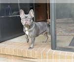 Small Photo #1 French Bulldog Puppy For Sale in MACON, GA, USA