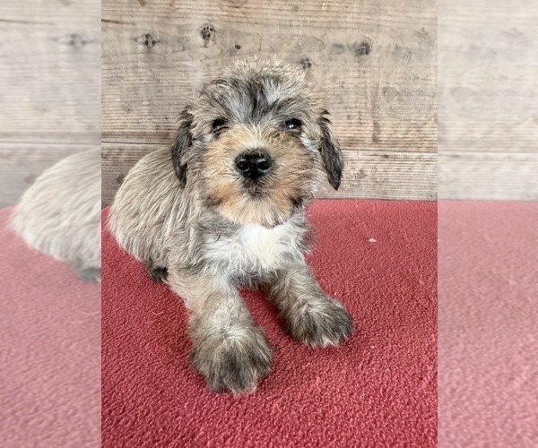 Medium Photo #22 Schnauzer (Miniature) Puppy For Sale in VERMONTVILLE, MI, USA