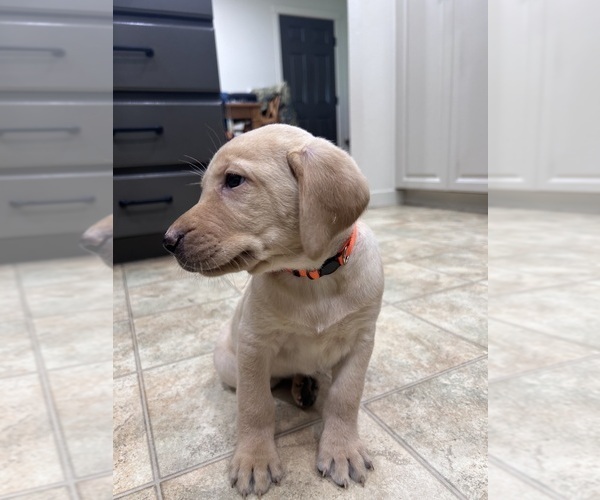 Medium Photo #2 Labrador Retriever Puppy For Sale in RIDGEFIELD, WA, USA