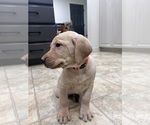 Small #1 Labrador Retriever