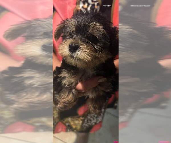 Medium Photo #7 Yorkshire Terrier Puppy For Sale in TAMPA, FL, USA