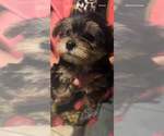 Small Photo #7 Yorkshire Terrier Puppy For Sale in TAMPA, FL, USA