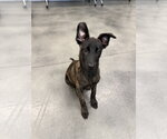 Small #2 Holland Shepherd